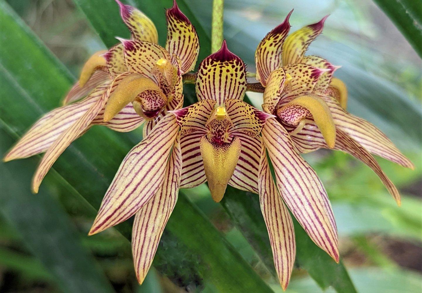 Bulbophyllum Bicolor