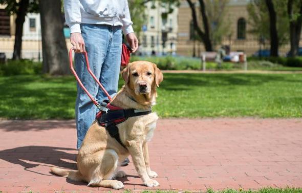 Photo of a service dog